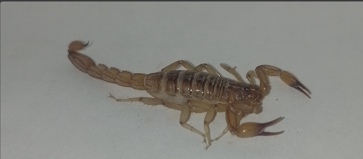 Mesomexovis subcristatus